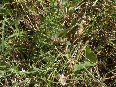 knotgrass
